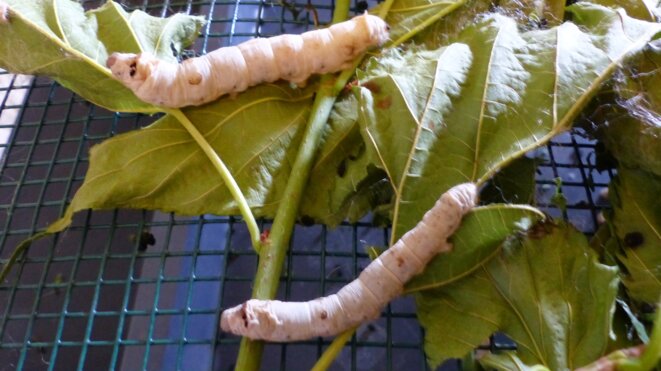 Quand Nonna Clara me racontait … les vers à soie