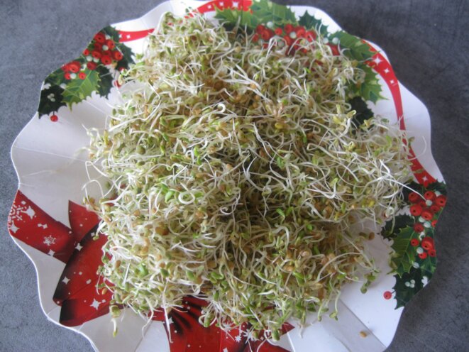 J'ai réussi mes graines germées !