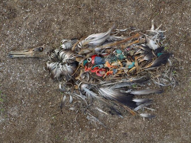 Albatros mort par ingestion de plastique © Copyright Chris Jordan Albatros mort par ingestion de plastique © Copyright Chris Jordan