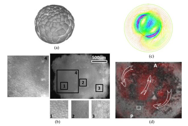 Measurement and modelling of the vortex movements in early blastulas © VF/CNRS/MSC/BIOSYSTEMS Measurement and modelling of the vortex movements in early blastulas © VF/CNRS/MSC/BIOSYSTEMS