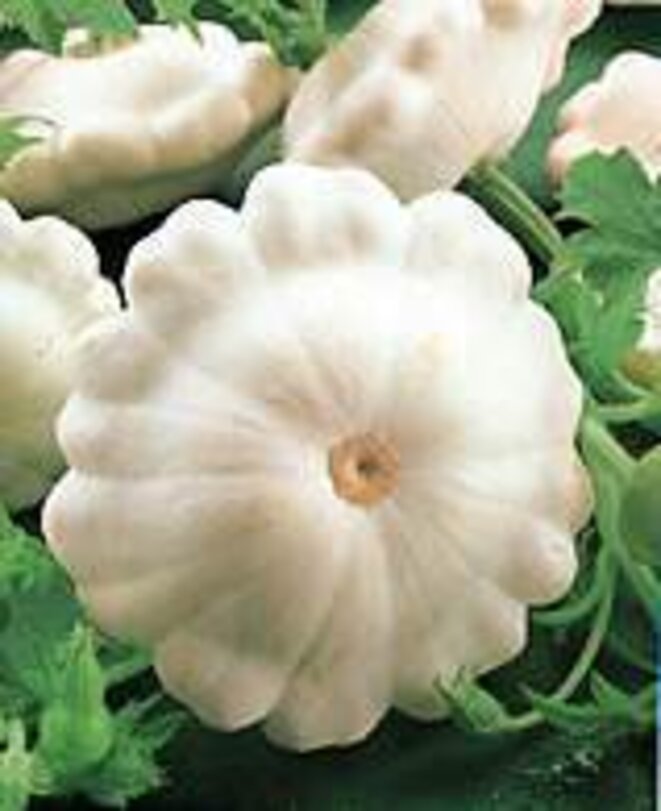 J'ai des bonnets dans mon jardin !