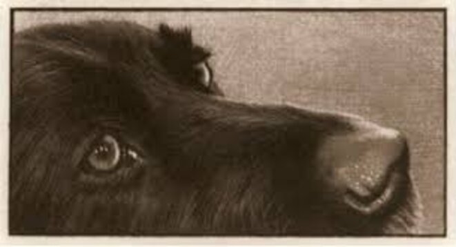 Le chien Maurice © Jan Peter Tripp Le chien Maurice © Jan Peter Tripp