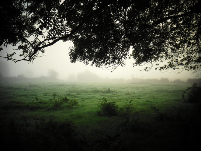 Au bonheur des arbres