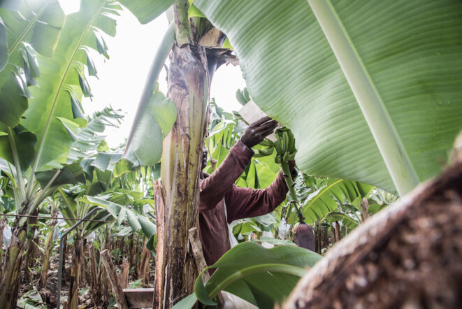 Haïtiens et forçats de la banane bio
