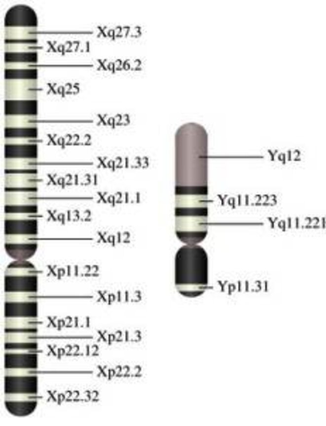 Un nombre X de chromosomes Y