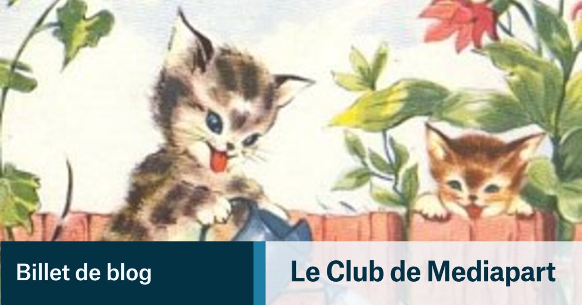 Chat Echaude Le Club De Mediapart