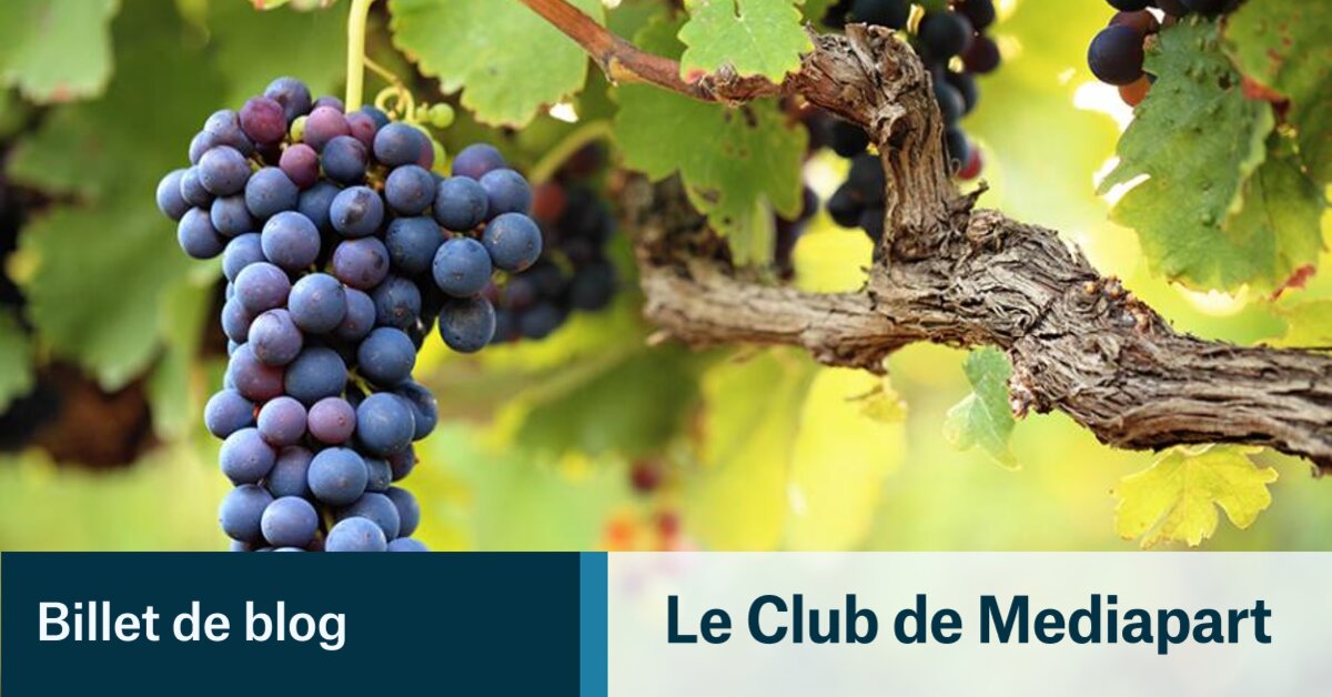 Différence entre viticulteur et vigneron ? Le Club