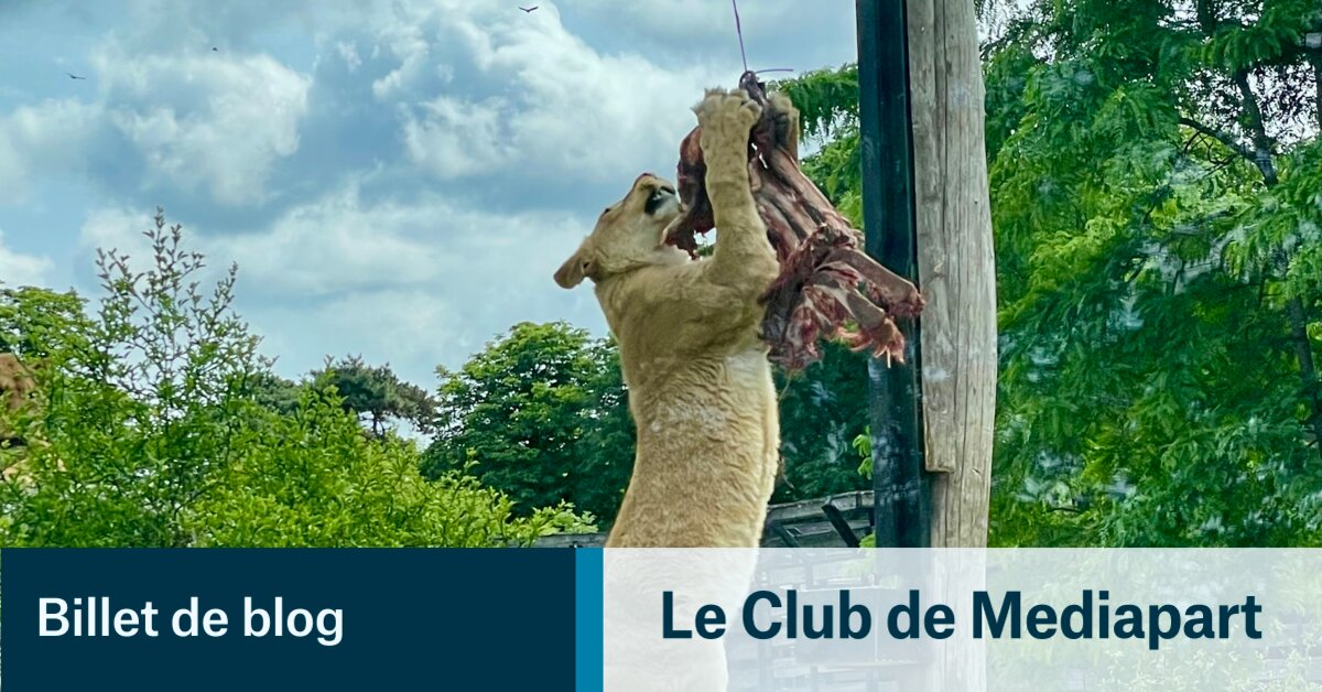 Zoo cruel | Le Club
