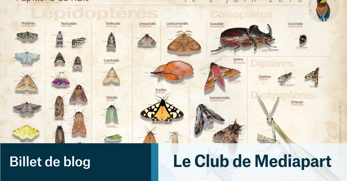 Papillons noctambules