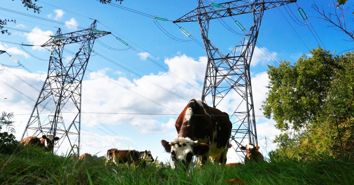 De l’électricité dans l’herbe: enquête sur des élevages en souffrance | Panoramiques | Mediapart