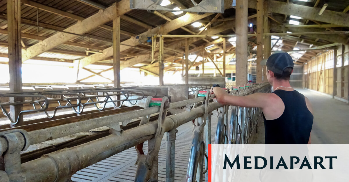 Épidémie de dermatose bovine : l’écœurement d’éleveurs face au « sacrifice nécessaire » de leurs bêtes