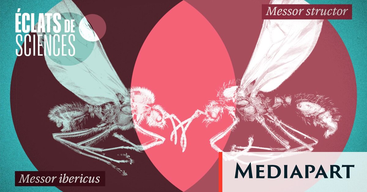 Des fourmis peuvent donner naissance à des fourmis… d’une autre espèce