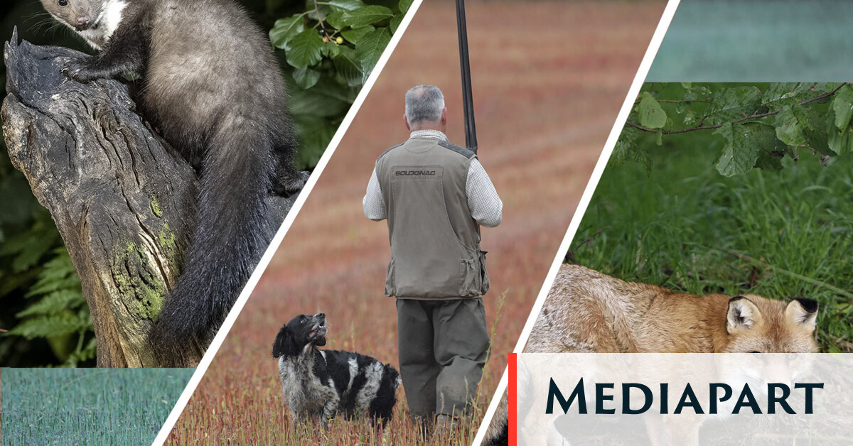 Renards, fouines, corneilles… Les abattre n’a aucun sens, dit la science