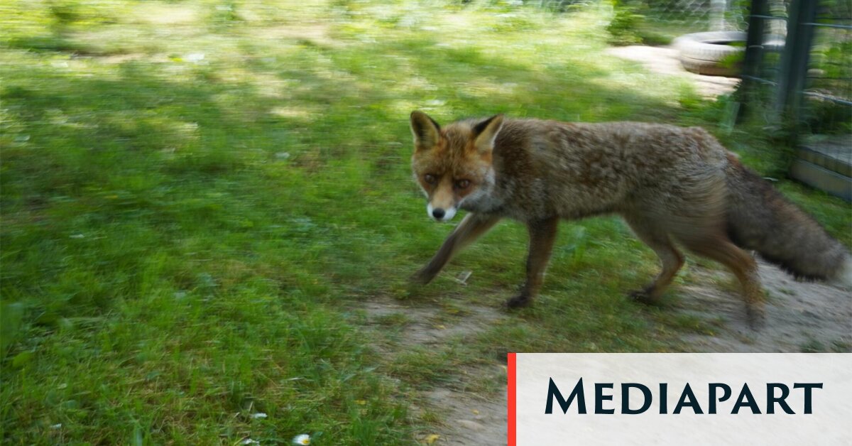 En Dordogne, un renard mal-aimé… et des initiatives pour enrayer le massacre En Dordogne, un renard mal-aimé… et des initiatives pour enrayer le massacre