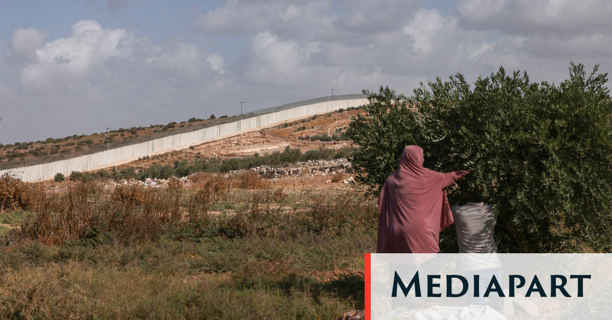 Cisjordanie: la récolte des olives sous l’occupation israélienne, saison sanglante