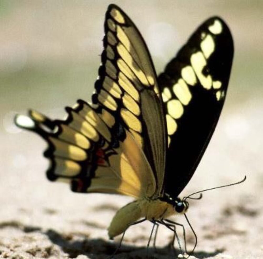 Бабочка семейства парусников 7. Giant Swallowtail бабочка. Papilio cresphontes. Papilio 1911. Бабочка в полете.