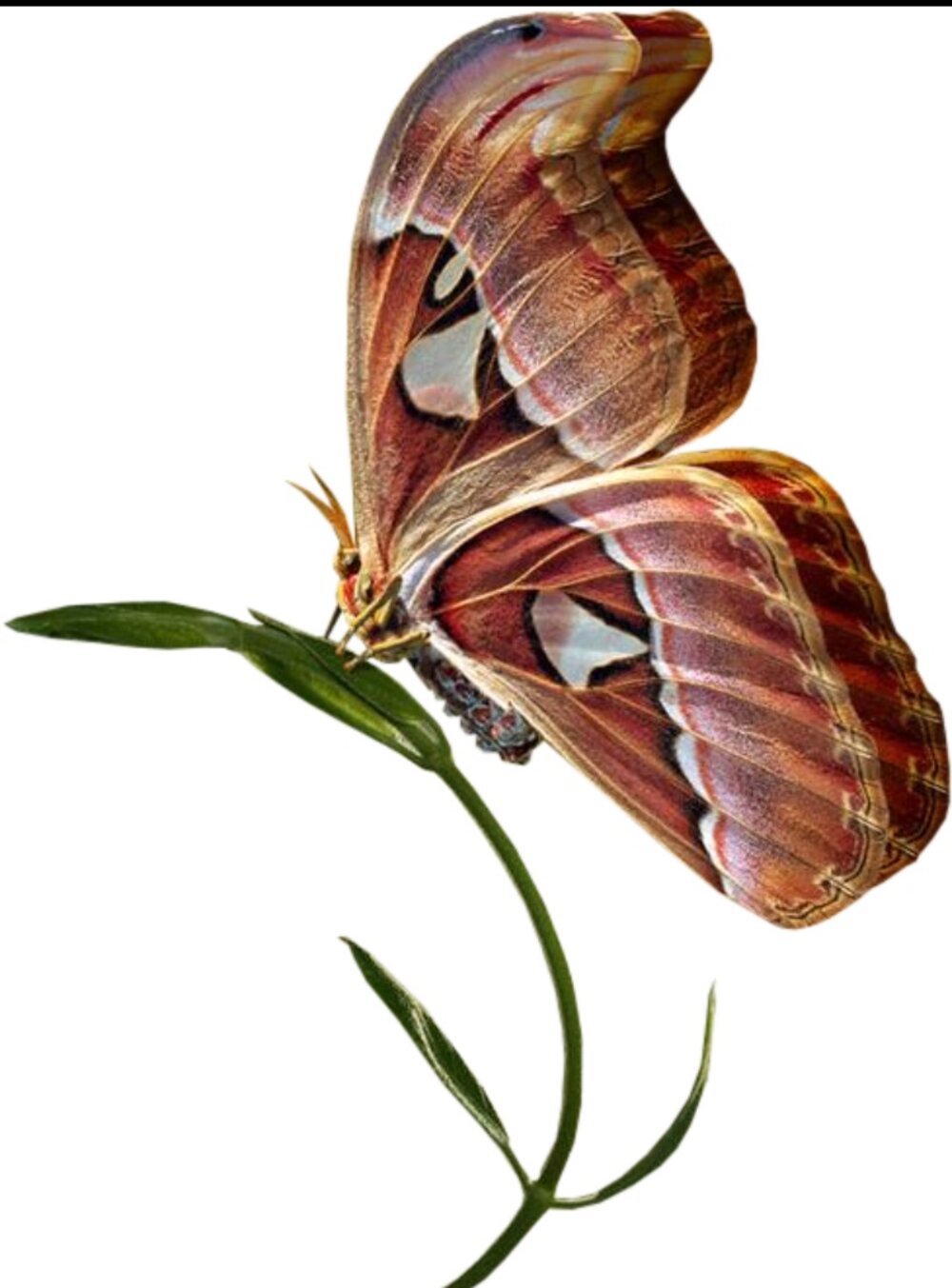 Illustration 17