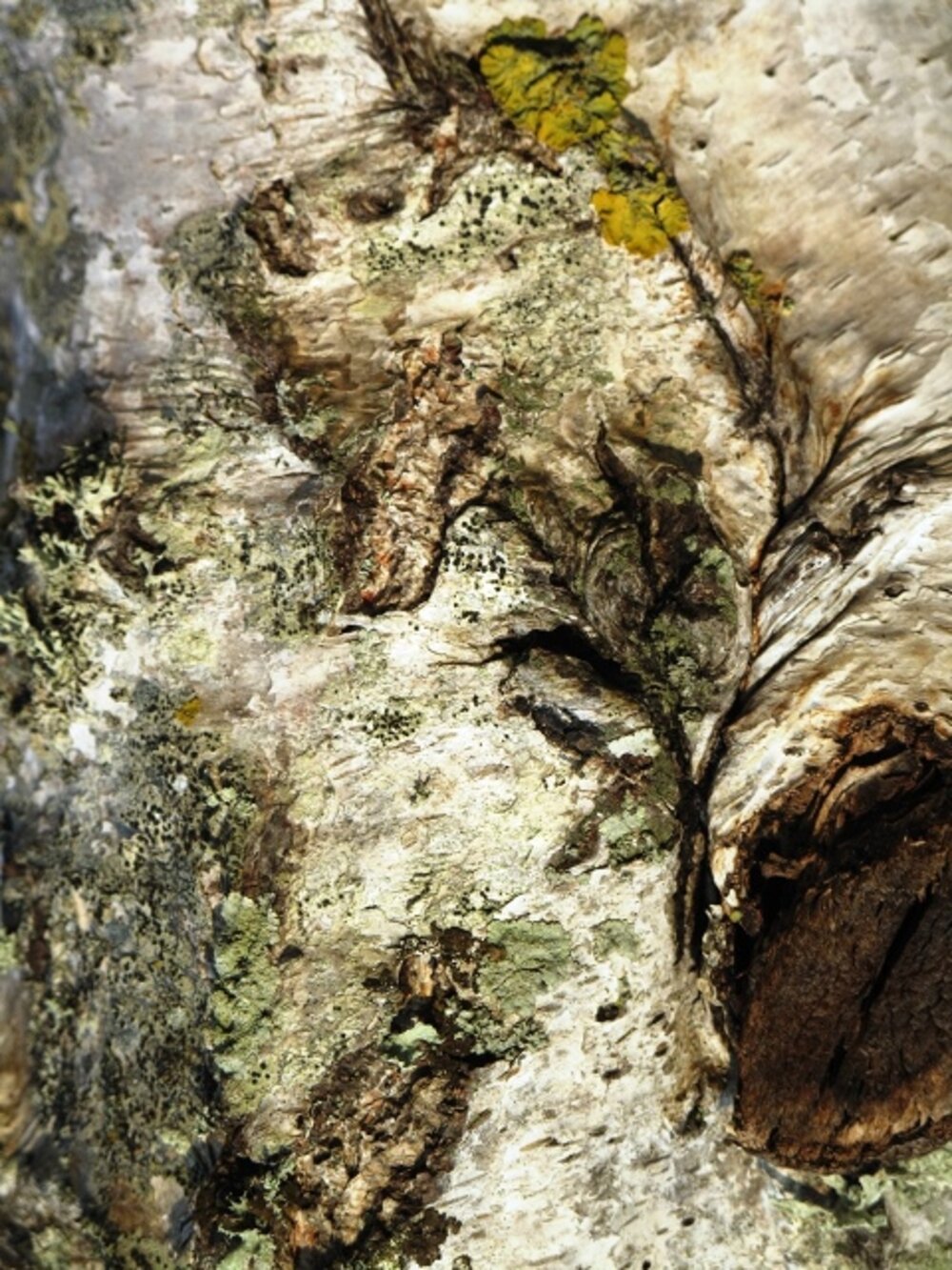Illustration 14