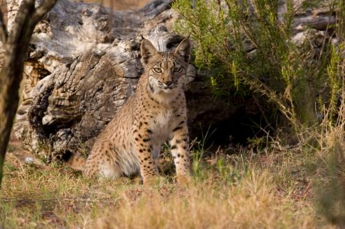 Lynx ibérique ou lynx pardelle (Lynx pardinus)