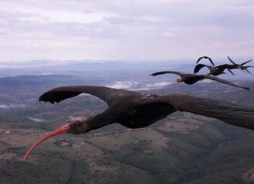 Ibis chauves volant en formation